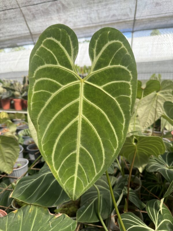 Anthurium Regale - Imagen 2