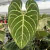 Anthurium Regale - Imagen 2