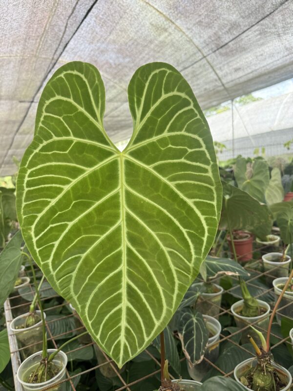 Anthurium Regale