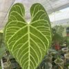 Anthurium Regale