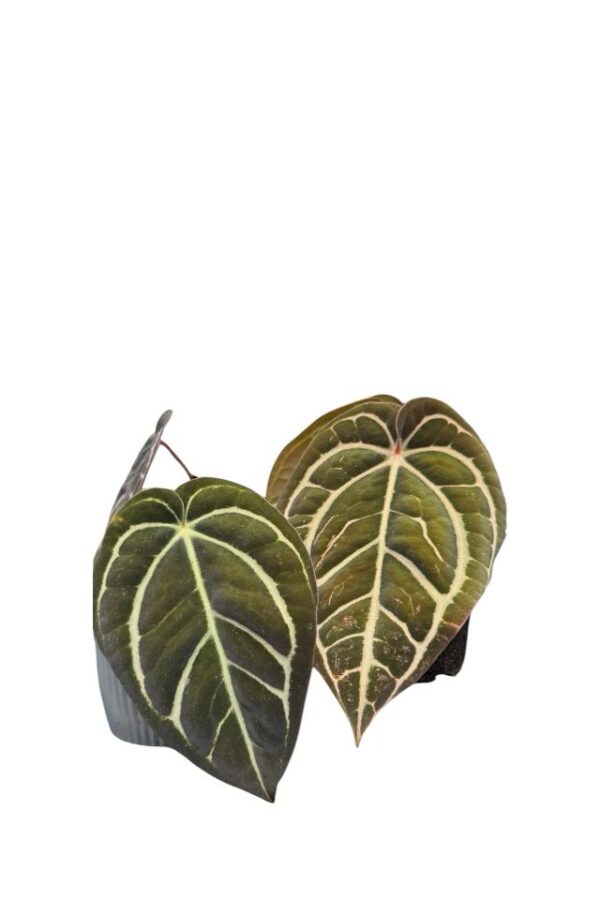 Anthurium Carlablakeae - Imagen 2