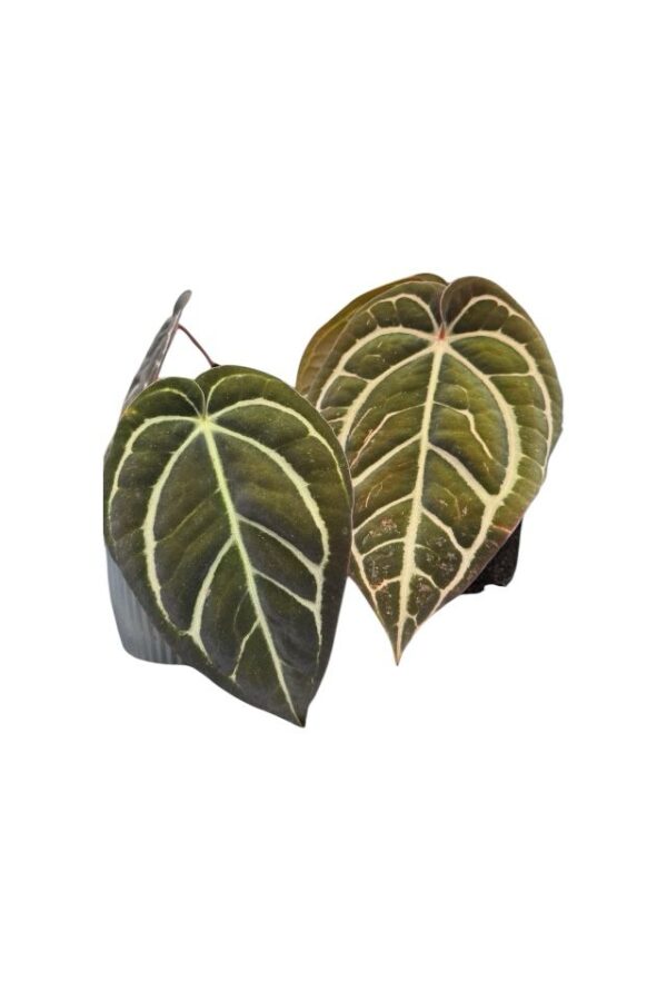 Anthurium Carlablakeae - Imagen 3