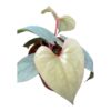 Anthurium Silver Perú - Imagen 2