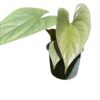 Anthurium Silver Perú