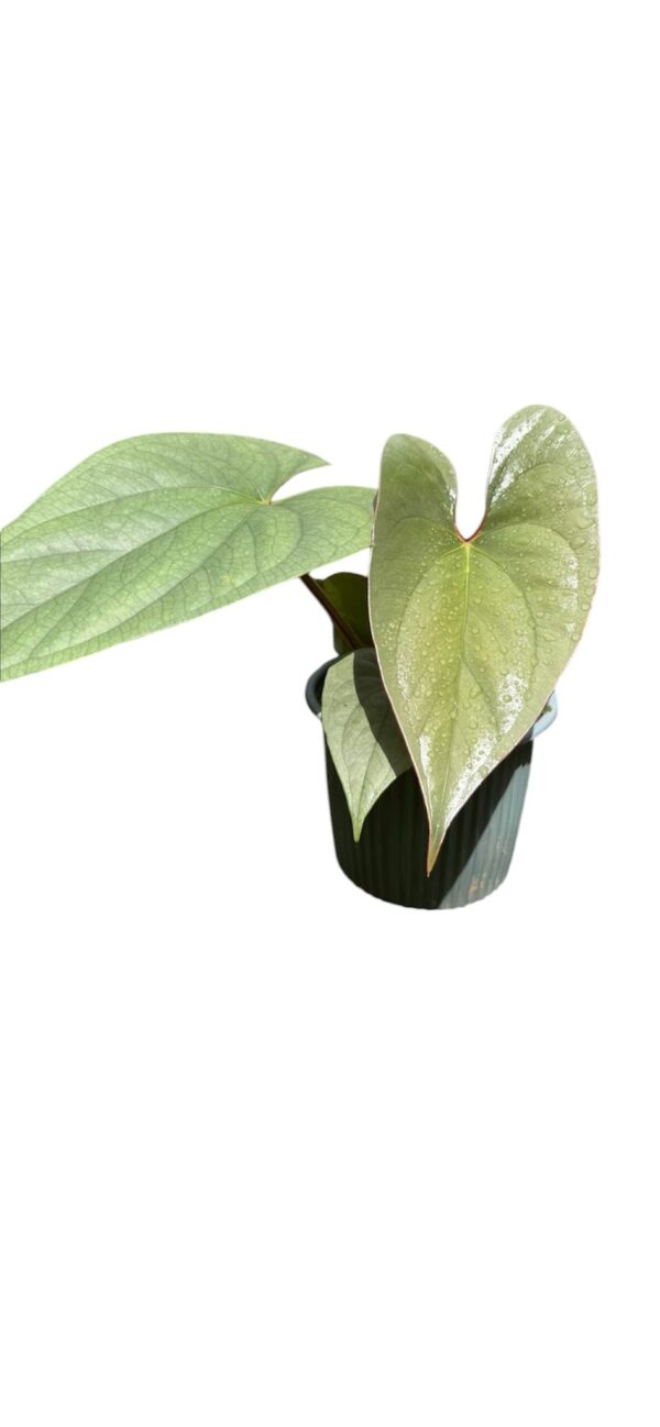 Anthurium Silver Perú