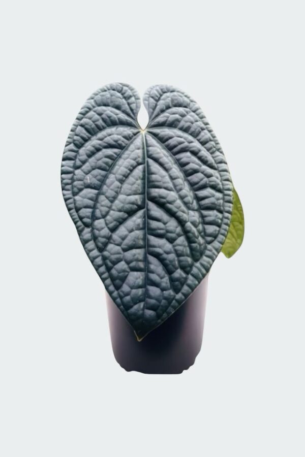 Anthurium Luxurian