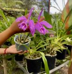 Cattleya Maxima