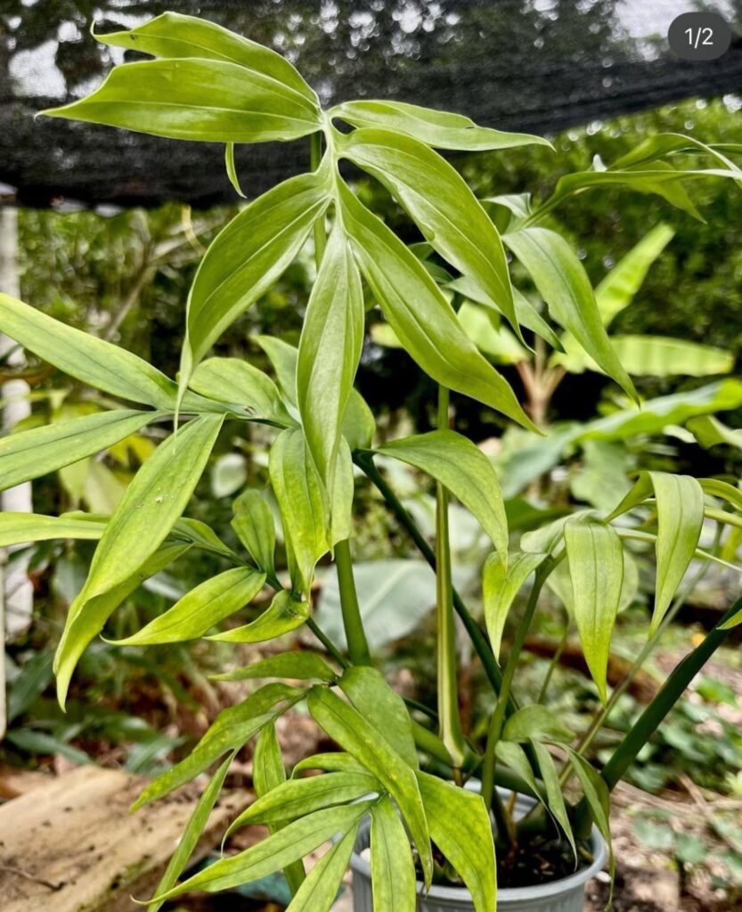 HERMLOSA HERMLOSA