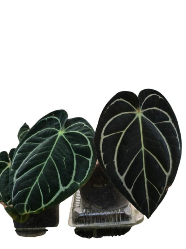 Anthurium Carlablakeae