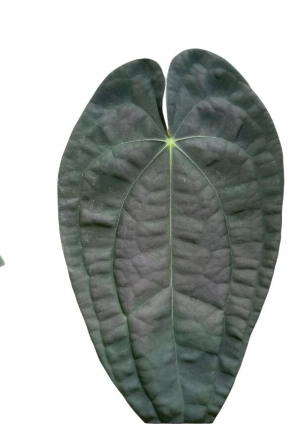 Luxurians x Forgeti - Imagen 2
