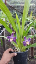 Pescatoria Ecuadorana