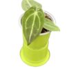 Anthurium forgeti