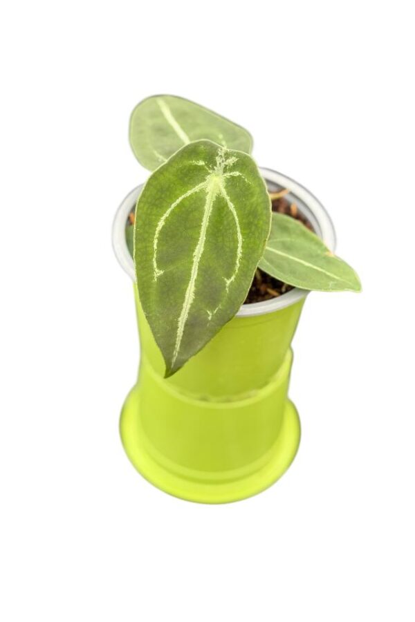 Anthurium forgeti