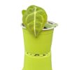 Anthurium forgeti - Imagen 2