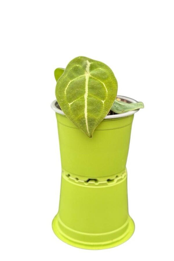 Anthurium forgeti - Imagen 2