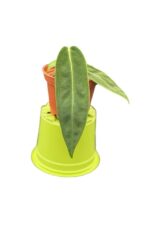 Anthurium warroqueanum