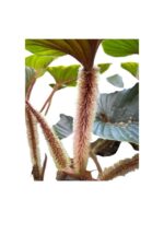 Philodendron serpens