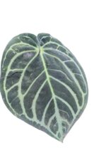 Anthurium Carlablackiae