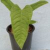 Lapuanum - Imagen 3