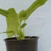 Lapuanum - Imagen 2