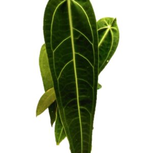 Warocqueanum