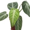 Villenaorum - Imagen 2
