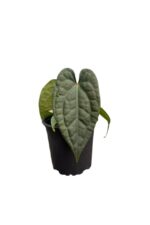 Anthurium besseae aff x Anthurium luxurians