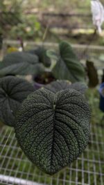 Anthurium Splendidum