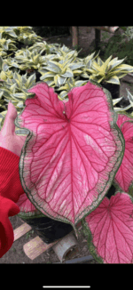 Caladium