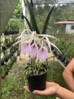 Brasocattleya (c.maxima semi alva x b. nodosa)